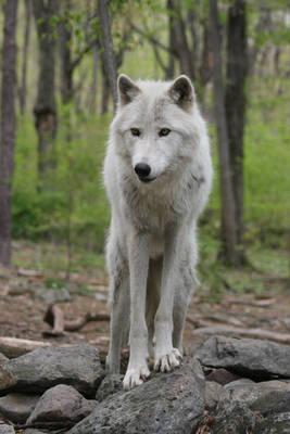 Wolf 6