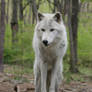 Wolf 6