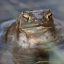 Bufo bufo with Collembola on eye