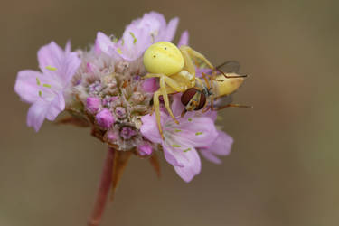 Veraenderliche Krabbenspinne (Misumena vatia)