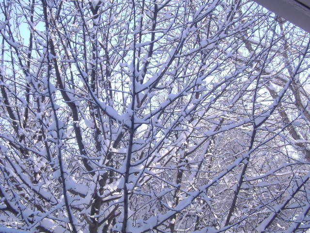 Snow in the Branches 1