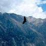 HISTORIA DE AVES...El condor