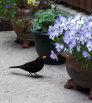 Male Blackbird by Doll-Ladi