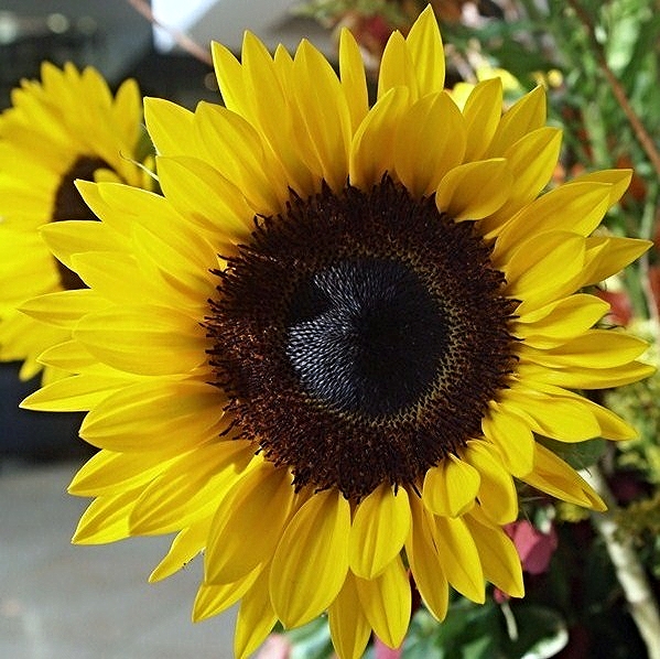 Sunflower