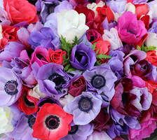 Anemones