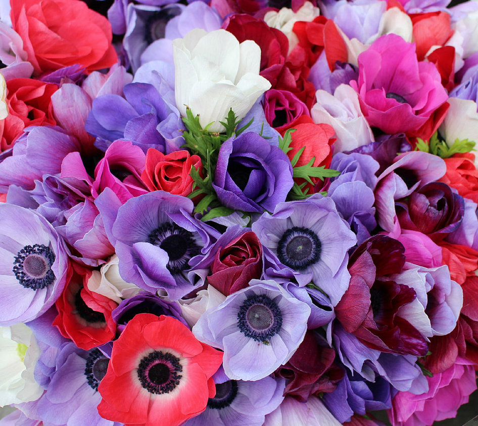 Anemones