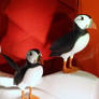 Pretty Puffins