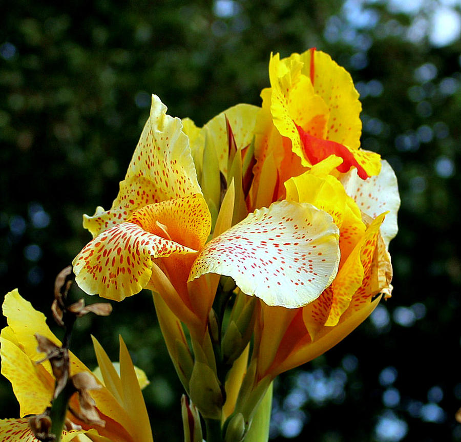 Last Flower Of Summer