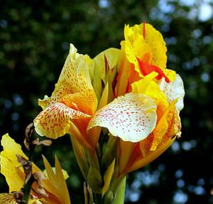 Last Flower Of Summer by Doll-Ladi Last Flower Of Summer by Doll-Ladi