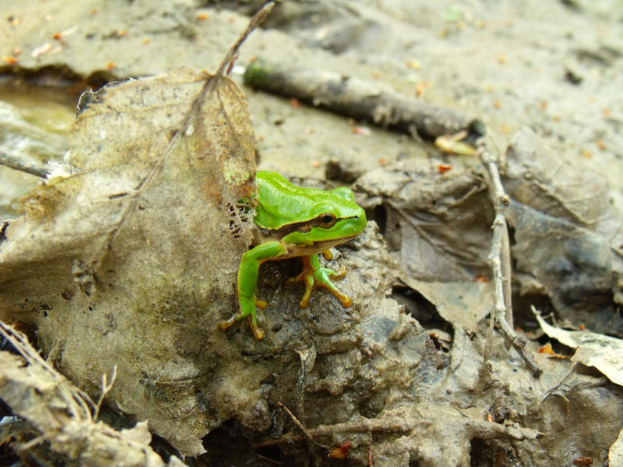 Tree Frog Oc Tree Frog 2 by NightyMarey on DeviantArt