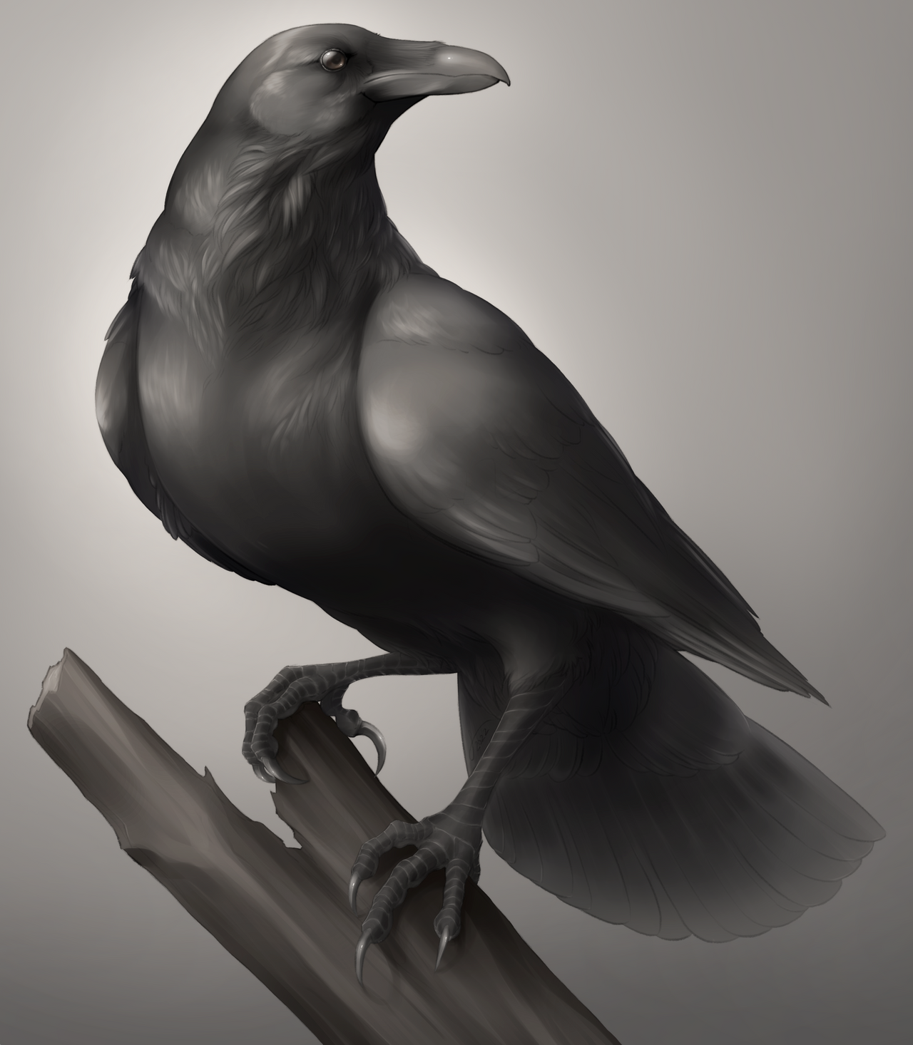 Raven Variations Raven Practice by NanoBanana on DeviantArt