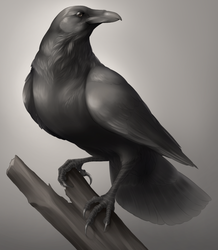 Raven Practice by NanoBanana