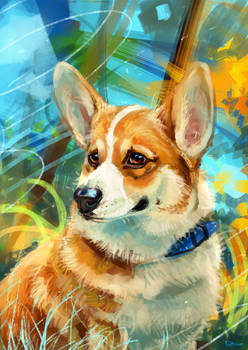 Welsh Corgi