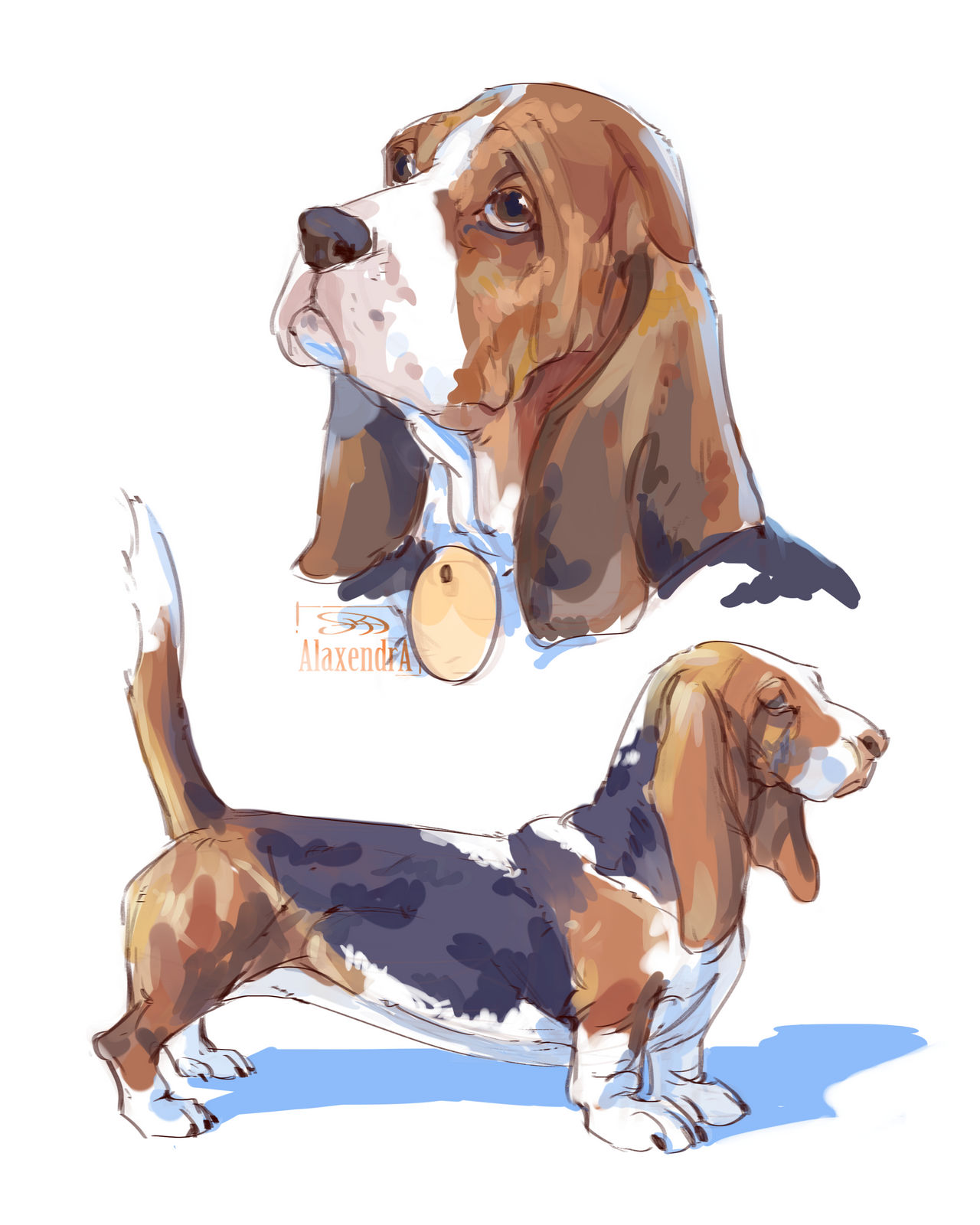 Basset Hound