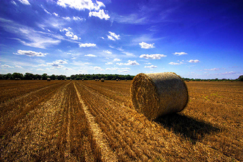 The summer harvest