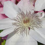 White Clematis 2