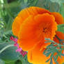 Orange California Poppy 3