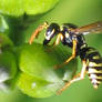 Wasp 3-Yellowjacket