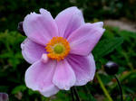 Japanese Anemone by DWALKER1047