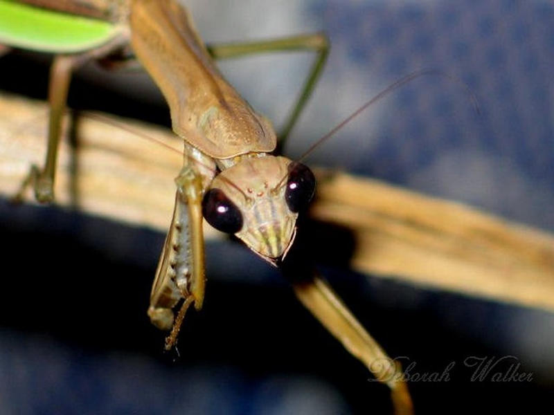 Chinese Mantid