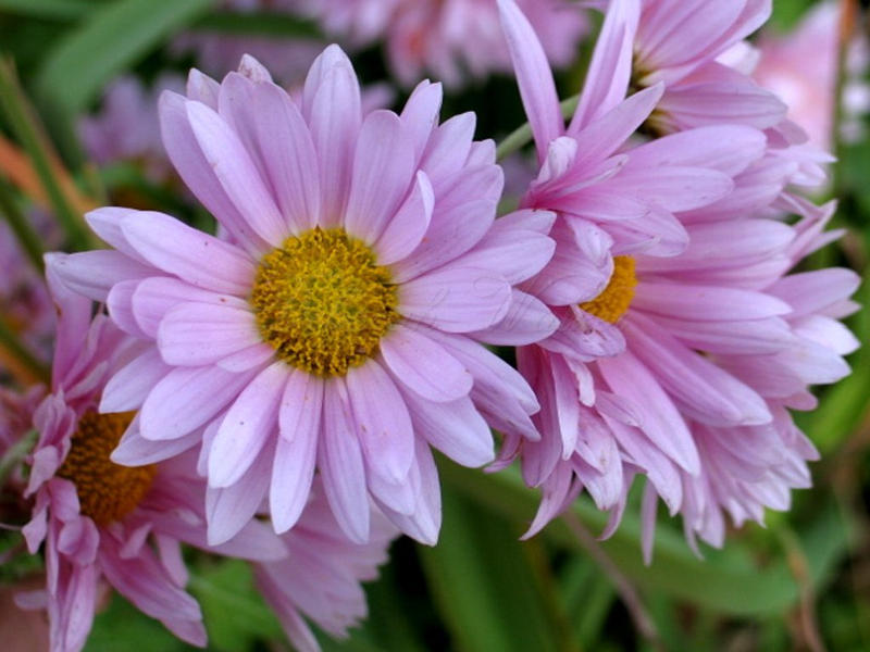 Light Pink Daisies 1