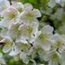Spring Blossoms 4