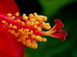 Hibiscus by DWALKER1047
