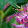 Grasshopper 8