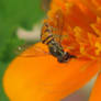 Hoverfly 4