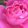 Pink Rose