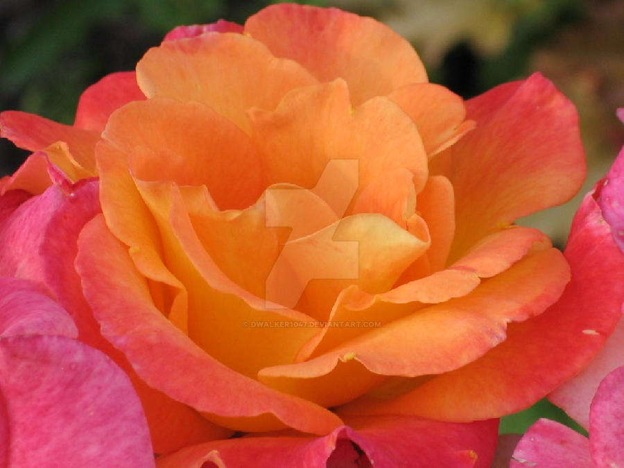 Orange and Pink Rose