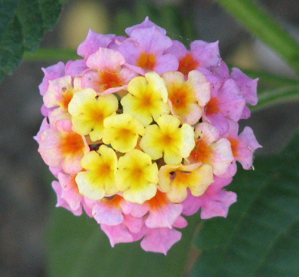 Blooming weeds