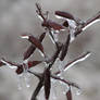 Frozen Leaves