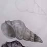 Shell study.