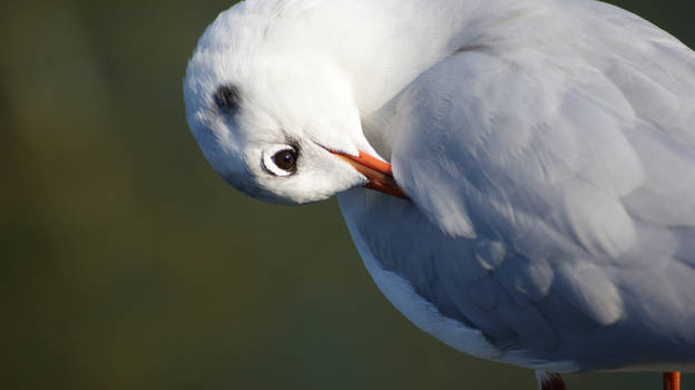 Seagul