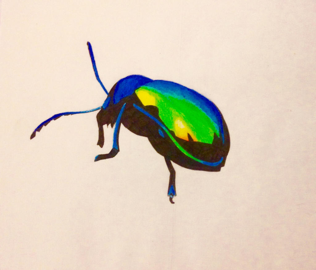 Rainbow Beetle