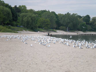 Sea Gulls Two