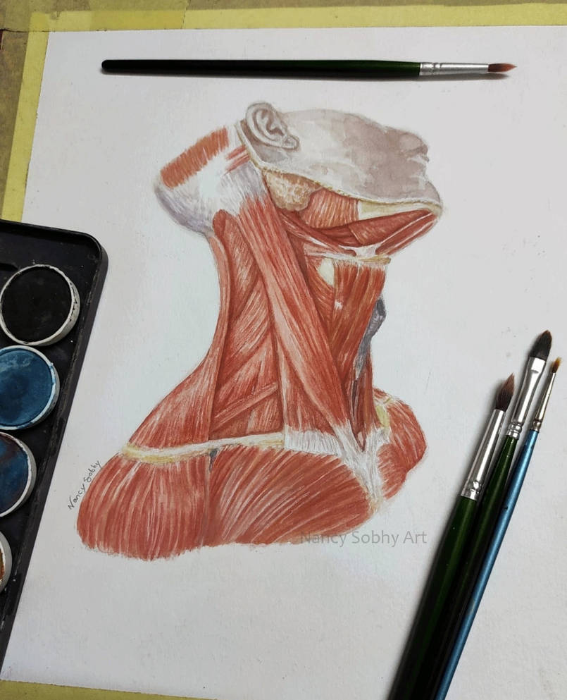 Neck muscles anatomy by nancysobhy23 on DeviantArt