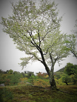 Cherry Blossoms