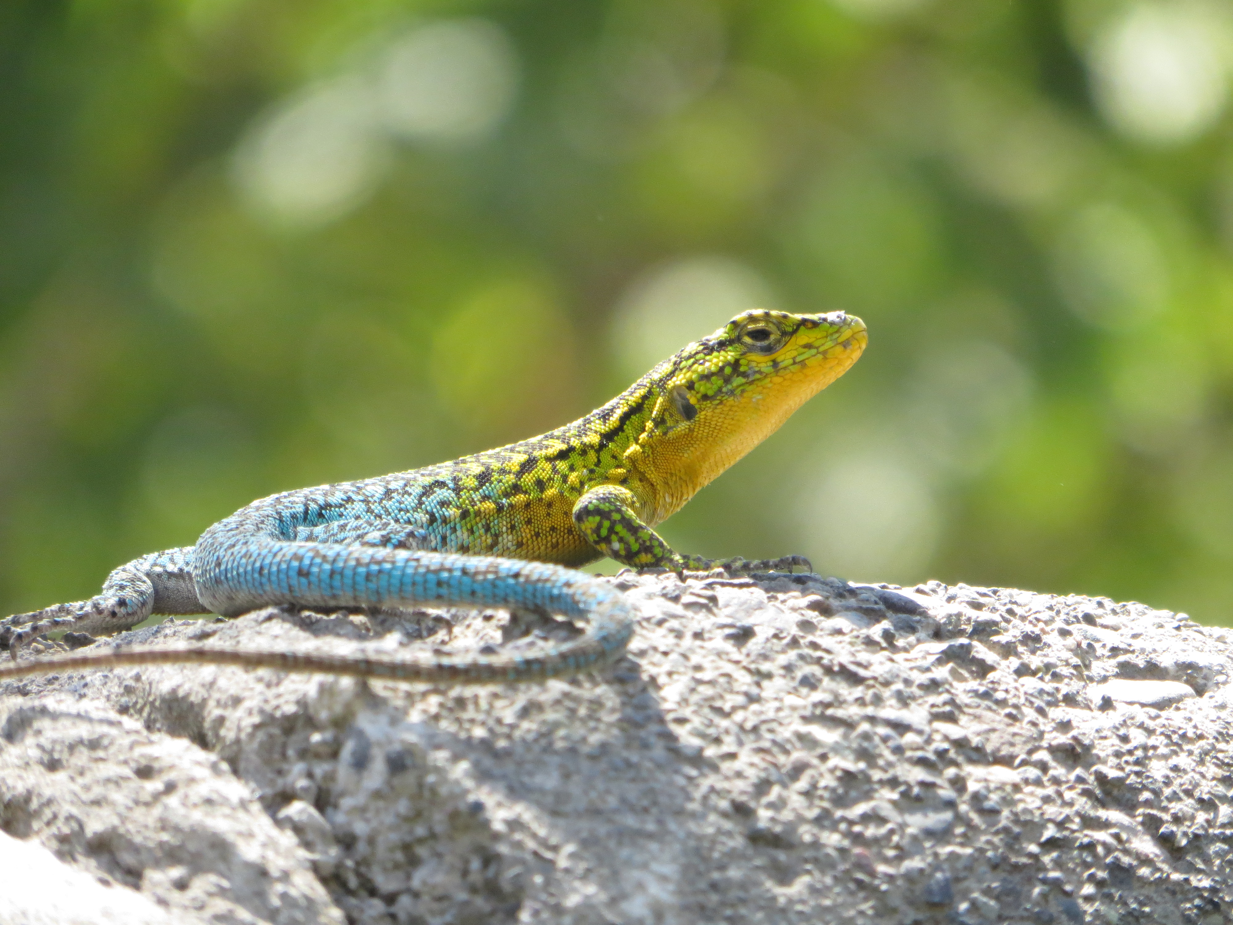 Jewel Lizard