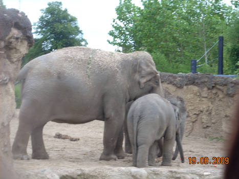 Baby Elephant+mommy