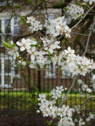 cherry blossoms