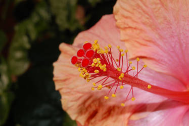 flor macro.