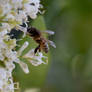 Honey Bee Kissing a Flower