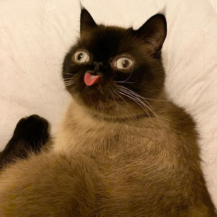 50 Best Cat Instagram Captions That Are Funny and Cute