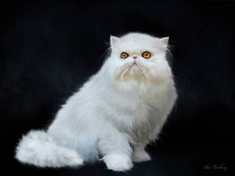 Portrait of a persian cat.