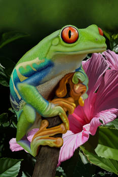 Red eyed tree frog