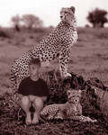 Safari I by Angels-Fury