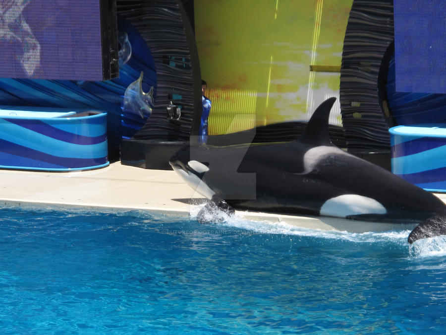Orca Slide Orkid stage slide by FutureOrkidTrainer on DeviantArt