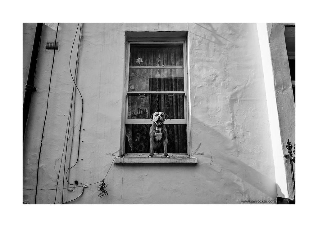 portrait of a house guard